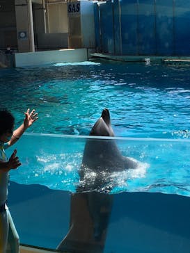 新江ノ島水族館に投稿された画像（2020/8/13）