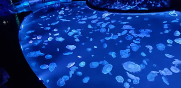 すみだ水族館に投稿された画像（2020/8/13）