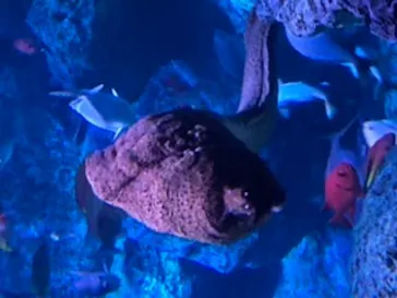 すみだ水族館に投稿された画像（2020/8/13）