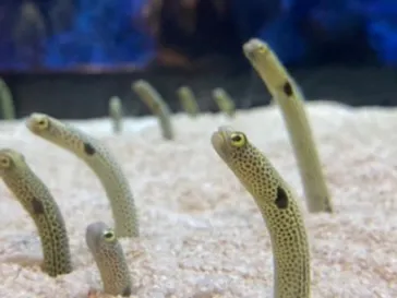 すみだ水族館に投稿された画像（2020/8/13）