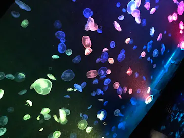 すみだ水族館に投稿された画像（2020/8/13）