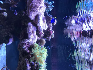 すみだ水族館に投稿された画像（2020/8/13）