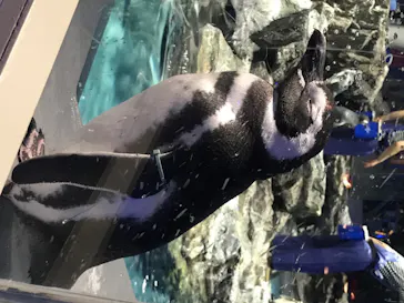 すみだ水族館に投稿された画像（2020/8/13）