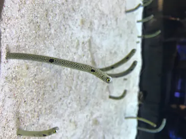 すみだ水族館に投稿された画像（2020/8/13）