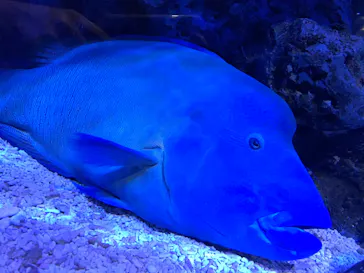 すみだ水族館に投稿された画像（2020/8/13）