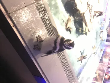 すみだ水族館に投稿された画像（2020/8/13）