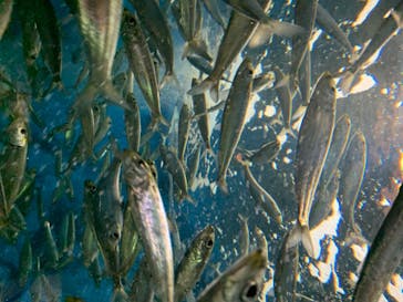 島根県立 しまね海洋館に投稿された画像（2020/8/13）