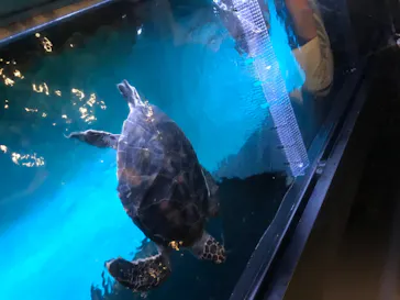 すみだ水族館に投稿された画像（2020/8/13）
