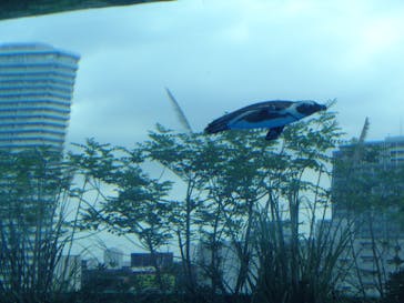 サンシャイン水族館に投稿された画像（2020/8/13）