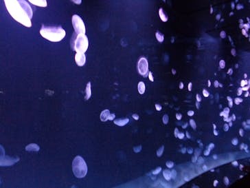 サンシャイン水族館に投稿された画像（2020/8/13）