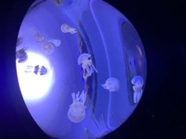 サンシャイン水族館に投稿された画像（2020/8/13）