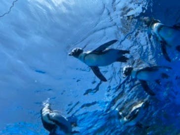 サンシャイン水族館に投稿された画像（2020/8/13）