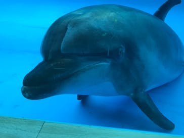 アクアワールド茨城県大洗水族館に投稿された画像（2020/8/13）