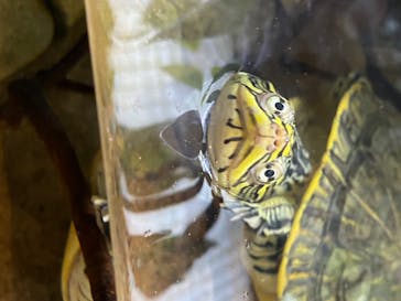 新江ノ島水族館に投稿された画像（2020/8/13）