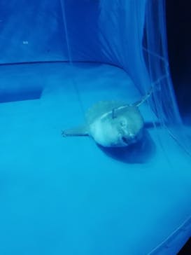 アクアワールド茨城県大洗水族館に投稿された画像（2020/8/13）