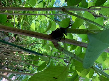 としまえんに投稿された画像（2020/8/13）