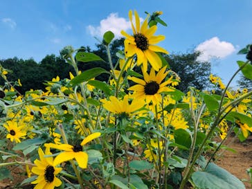 成田ゆめ牧場に投稿された画像（2020/8/13）