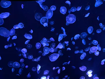 すみだ水族館に投稿された画像（2020/8/13）