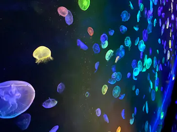 すみだ水族館に投稿された画像（2020/8/13）