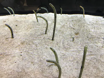 すみだ水族館に投稿された画像（2020/8/13）