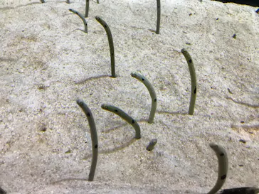 すみだ水族館に投稿された画像（2020/8/13）