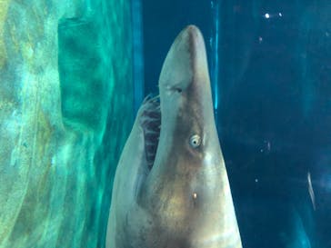 アクアワールド茨城県大洗水族館に投稿された画像（2020/8/13）