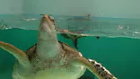 仙台うみの杜水族館に投稿された画像（2020/8/13）