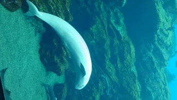 仙台うみの杜水族館に投稿された画像（2020/8/13）