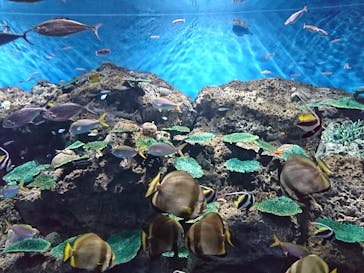 アクアワールド茨城県大洗水族館に投稿された画像（2020/8/13）