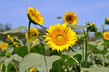 成田ゆめ牧場に投稿された画像（2020/8/13）