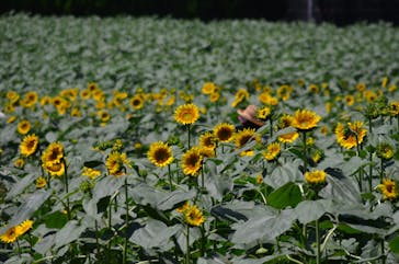 成田ゆめ牧場に投稿された画像（2020/8/13）
