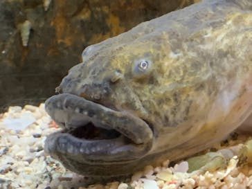 新江ノ島水族館に投稿された画像（2020/8/13）