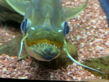 新江ノ島水族館に投稿された画像（2020/8/13）