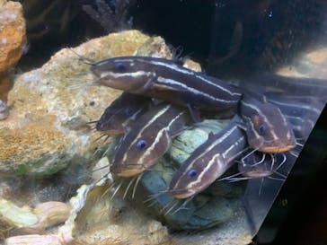 新江ノ島水族館に投稿された画像（2020/8/13）