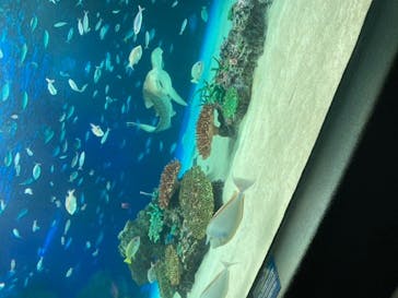 サンシャイン水族館に投稿された画像（2020/8/13）
