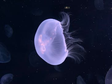 サンシャイン水族館に投稿された画像（2020/8/13）