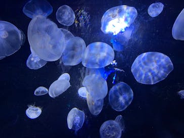 サンシャイン水族館に投稿された画像（2020/8/13）