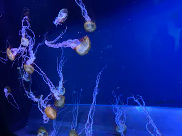 すみだ水族館に投稿された画像（2020/8/13）