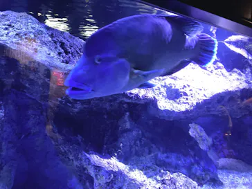 すみだ水族館に投稿された画像（2020/8/13）