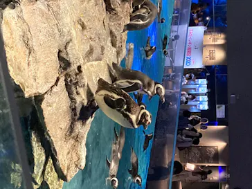 すみだ水族館に投稿された画像（2020/8/13）