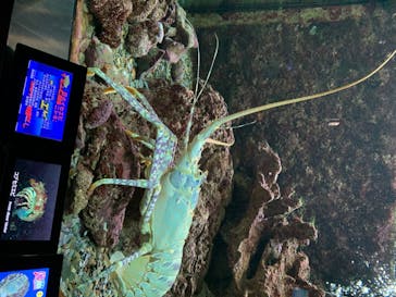 串本海中公園水族館に投稿された画像（2020/8/13）