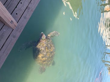 串本海中公園水族館に投稿された画像（2020/8/13）
