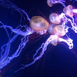 すみだ水族館に投稿された画像（2020/8/13）