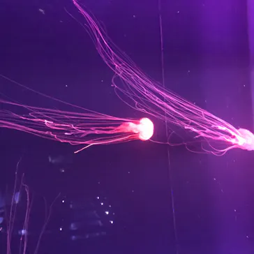 すみだ水族館に投稿された画像（2020/8/13）