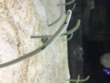 すみだ水族館に投稿された画像（2020/8/13）