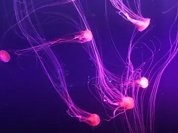 すみだ水族館に投稿された画像（2020/8/13）