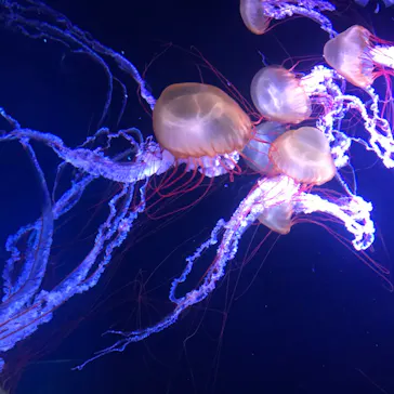 すみだ水族館に投稿された画像（2020/8/13）