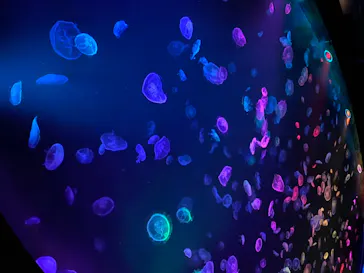 すみだ水族館に投稿された画像（2020/8/13）