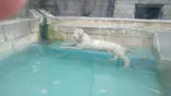 東武動物公園に投稿された画像（2020/8/13）