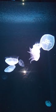 サンシャイン水族館に投稿された画像（2020/8/13）